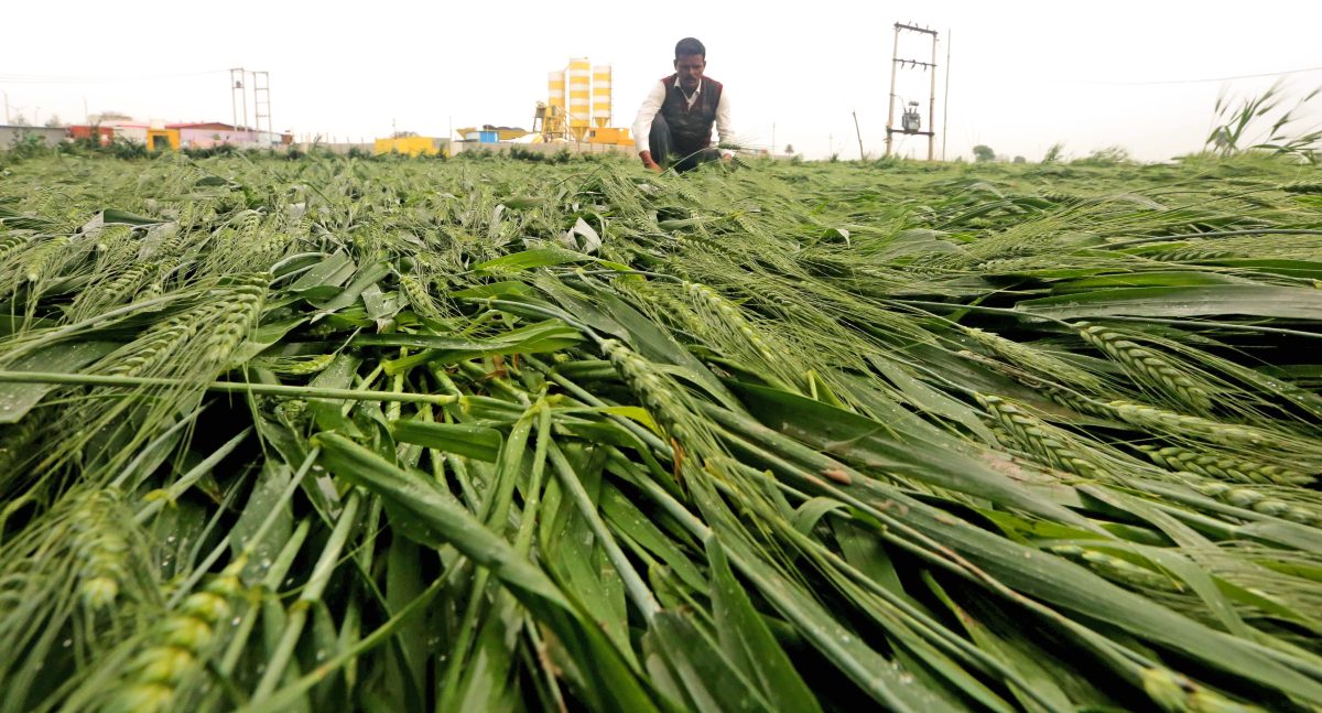 Harsh Weather Curbs Global Wheat Output Buoys Prices DD India