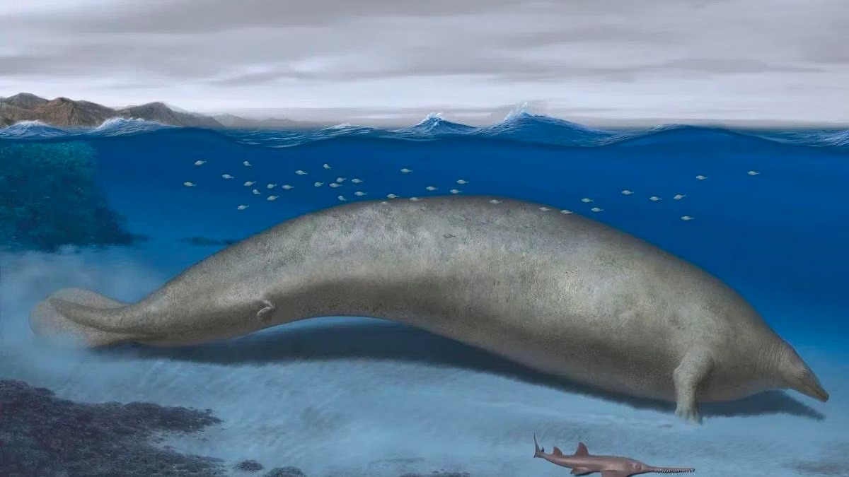 Perucetus Colossus believed to be the largest mammal on Earth