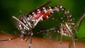 Bangladesh registers nearly one lakh Dengue cases