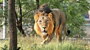 'India is proud to be home to the Asiatic lions,' says PM Modi