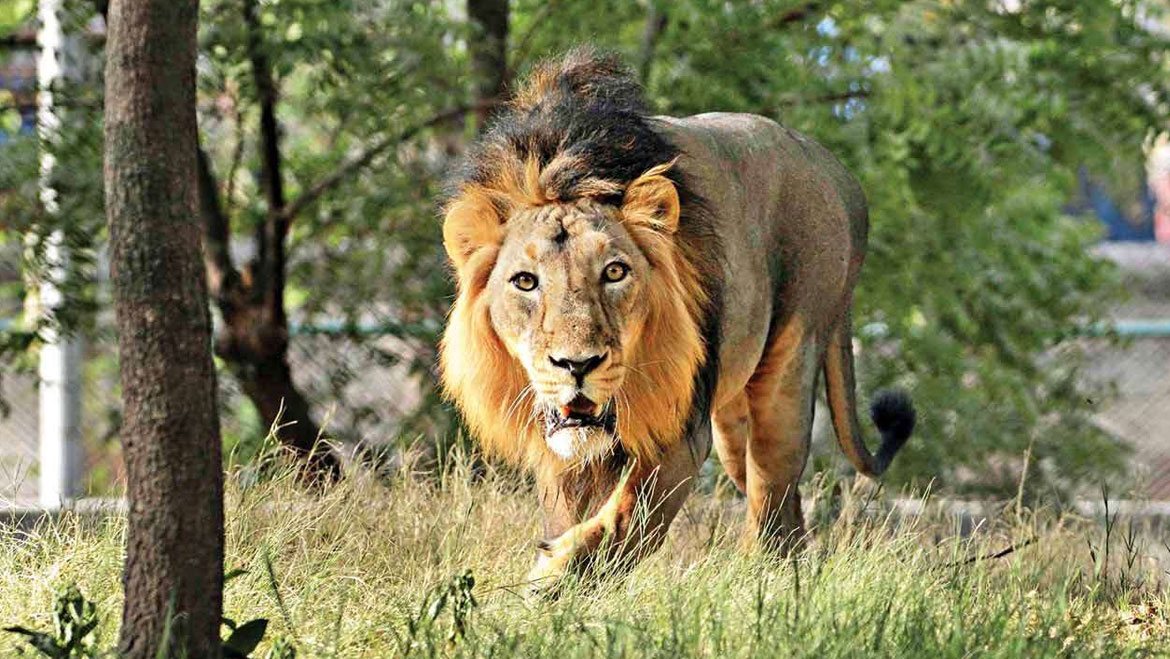 ‘India is proud to be home to the Asiatic lions,’ says PM Modi