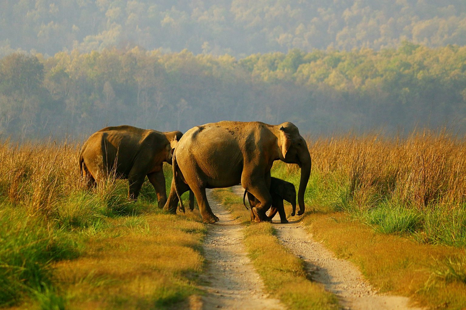 Know how India is protecting its elephants, as their numbers continue to grow