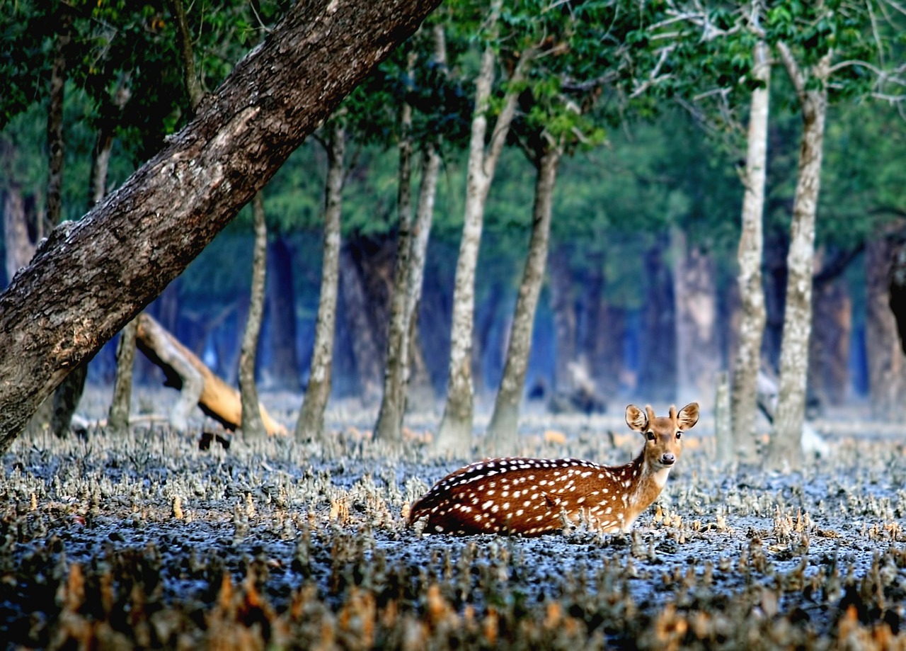 Discover India through the lens of UNESCO World Heritage Site of Sundarbans