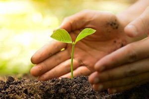 Green India Mission has produced remarkable achievements