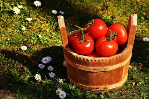 Putting tomatoes back on plates, India to import the 'red gold' from Nepal