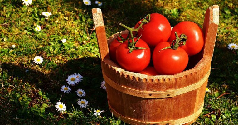 Putting tomatoes back on plates, India to import the ‘red gold’ from Nepal