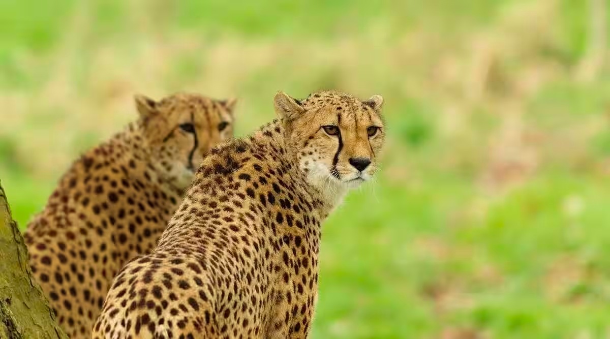 Project Cheetah may introduce Cheetahs from South Africa in future