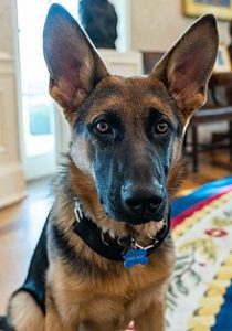 President Biden's dog 'Commander' bites Secret Service agent in 11th reported incident