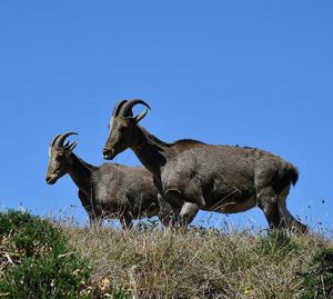 In a quest to conserve Nilgiri Tahr, these Indian states to join hands