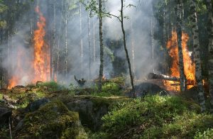 Indonesia battles forest fires as dry season continues