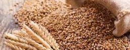 No wheat glut in Punjab mandis, procurement and lifting better than last year: Centre