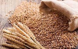 No wheat glut in Punjab mandis, procurement and lifting better than last year: Centre