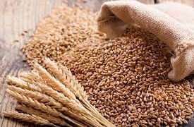 No wheat glut in Punjab mandis, procurement and lifting better than last year: Centre