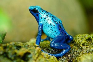 41% of amphibian species worldwide threatened with extinction: Study