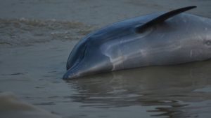 Concerns grow as over 100 Dolphins found dead in Brazilian Amazon due to rising water temperature 