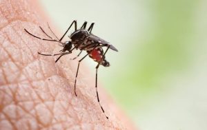 WHO recommends second malaria vaccine, roll out in 2024 in some African countries