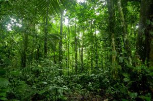 Switzerland, US donate $8 million to Brazil's fund to fight Amazon deforestation