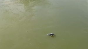 Endangered Gangetic Dolphin spotted in Assam's Charikadiya River after a gap of 25 years
