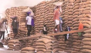 Record rising food grain production in India 2022-23