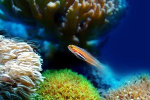Countries pledge to raise $12 billion to fund coral reef protection