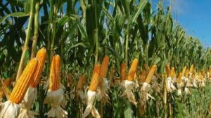 Kharif Acreage sees increase, yet crop output estimates lowered amid weak monsoon