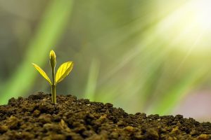 Worrying news! Most plants yet to be discovered already endangered: Report
