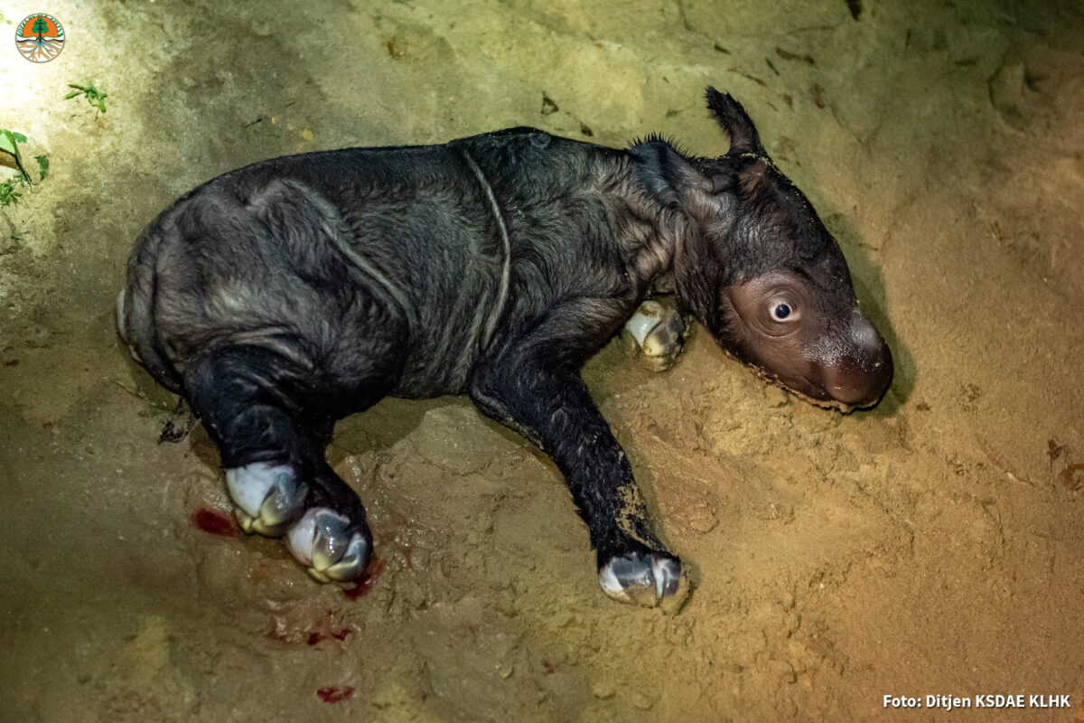 Endangered Sumatran rhino born in Indonesia, the world rejoices