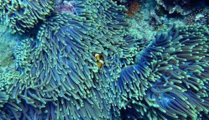 Geologist discover coral reef fossils in Ladakh Himalayas