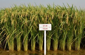 Addressing stubble burning: Indian Agricultural Research Institute develops short-duration crop variety