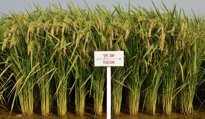 Addressing stubble burning: Indian Agricultural Research Institute develops short-duration crop variety