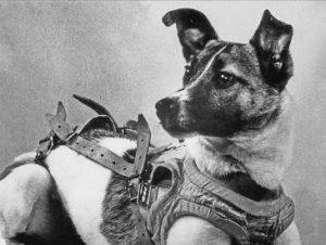 This day in history: Laika, the first dog launched into space