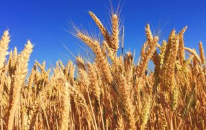 Union Cabinet approves five-year extension for Garib Kalyan food grain program