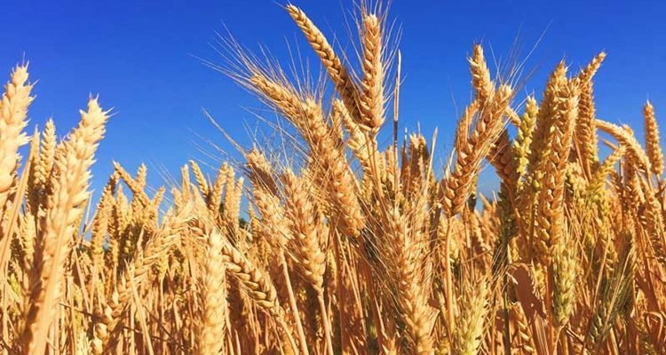 Union Cabinet approves five-year extension for Garib Kalyan food grain program