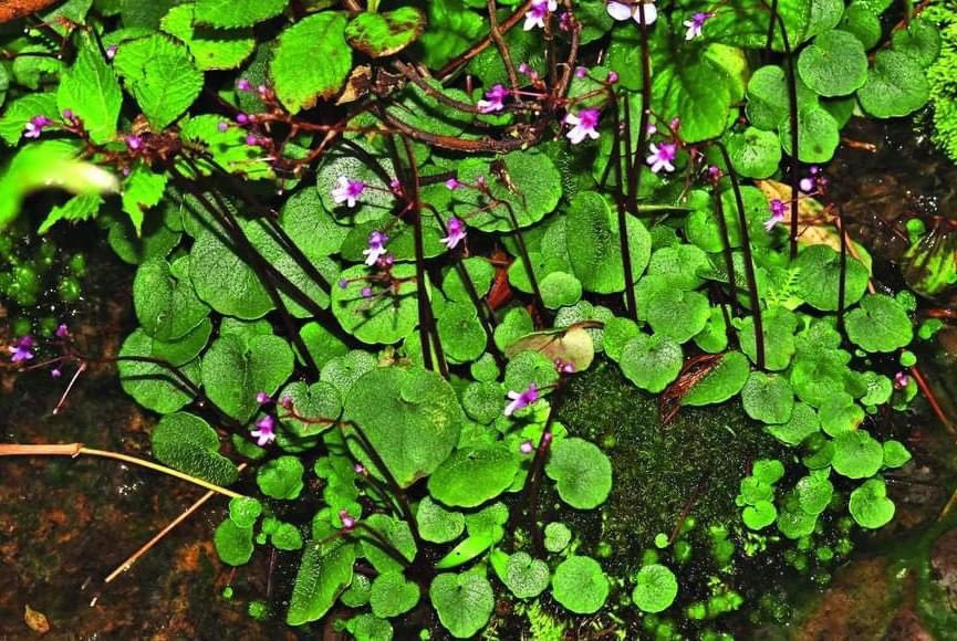 Impatiens karuppusamyi, a new species discovered from the Southern Western Ghats