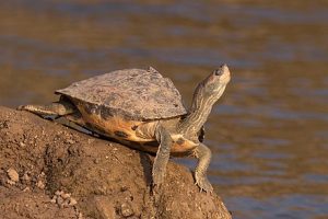 How India is curbing wildlife trafficking