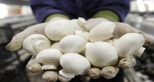 Scientists turn to Mushrooms in the battle against COVID-19