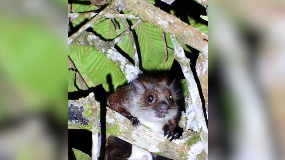 Namdapha Flying Squirrel resurfaces in Arunachal Pradesh after 42 years