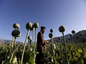 Myanmar surpasses Afghanistan as world’s largest source of opium