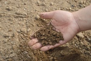 World Soil Day: Soil health, a critical climate change mitigator