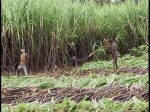 India levies 50% export duty on sugar-derivative molasses