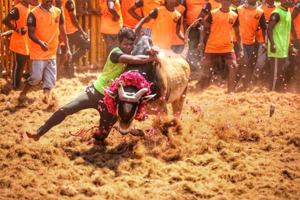 Jallikattu season in Tamil Nadu is set to begin on January 15