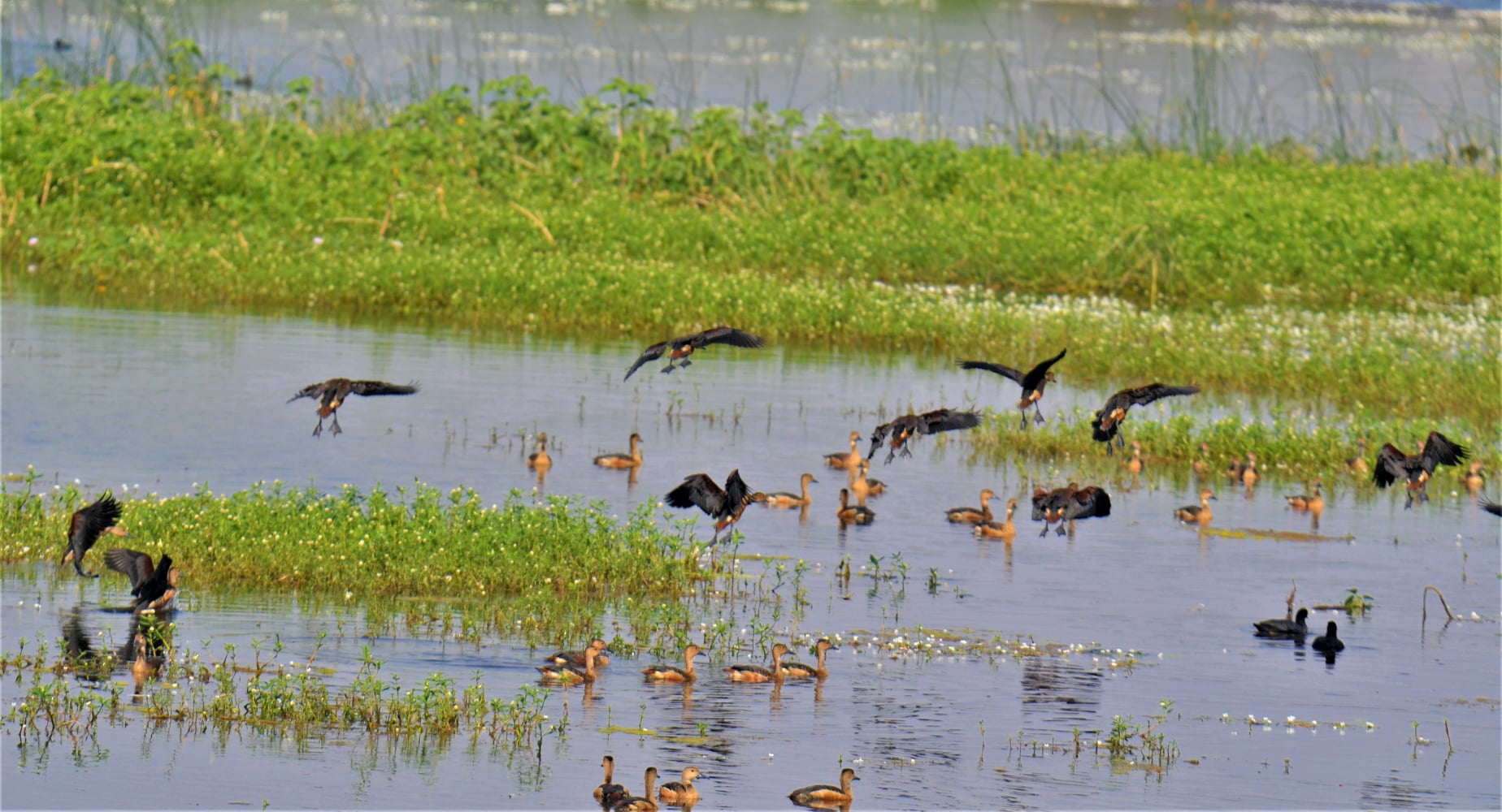 Indore, Bhopal, and Udaipur nominated for international Wetland City accreditation