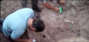 Long-necked dinosaur species wiped out 90 million years ago discovered in Argentina