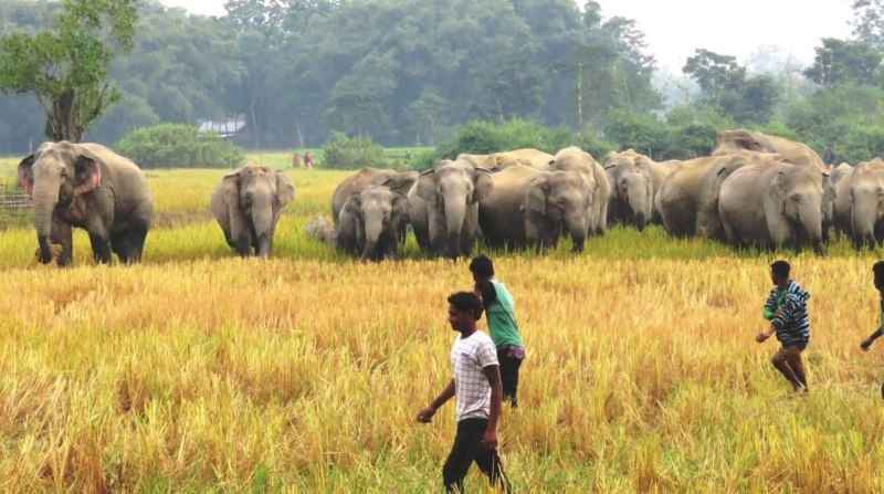 Assam installs solar fence to tackle human-elephant conflict