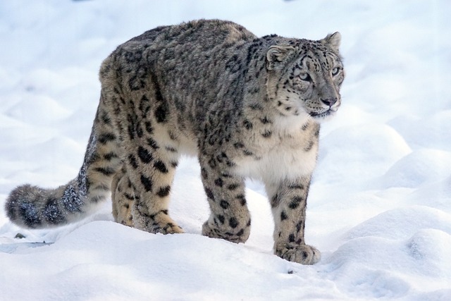 India has over 700 snow leopards, reveals first-ever scientific exercise