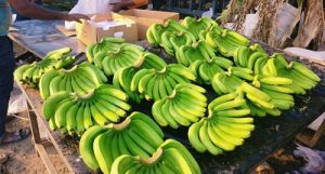 Indian bananas set sail for Russia, boosting export efforts
