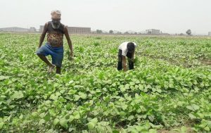 Union govt's farmer-centric initiatives drive agricultural transformation