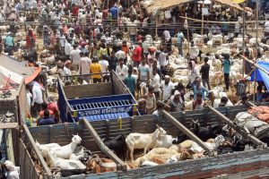 National Livestock Mission: Cabinet approves inclusion of additional activities