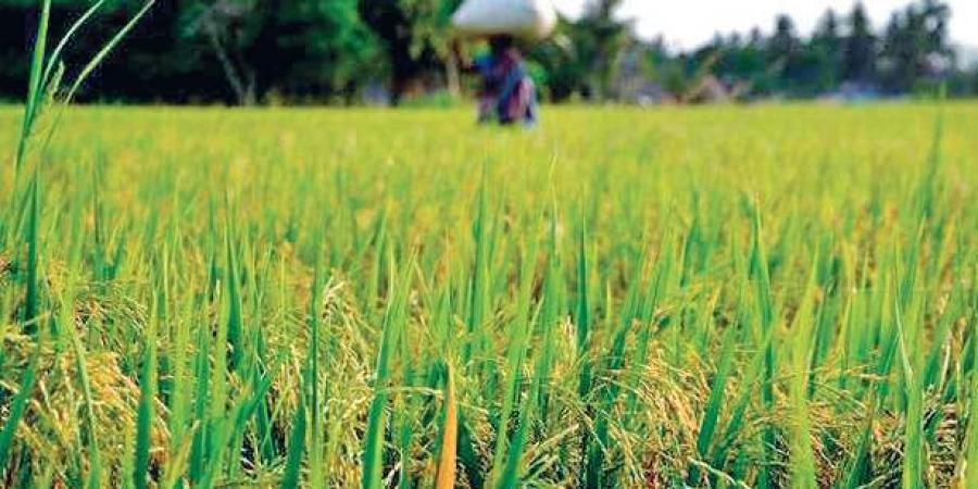 Union Cabinet approves nutrient based subsidy rates for Kharif Season 2024