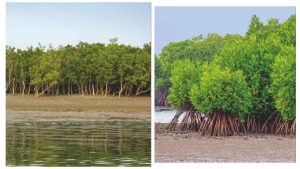 Reviving India’s Mangrove Cover